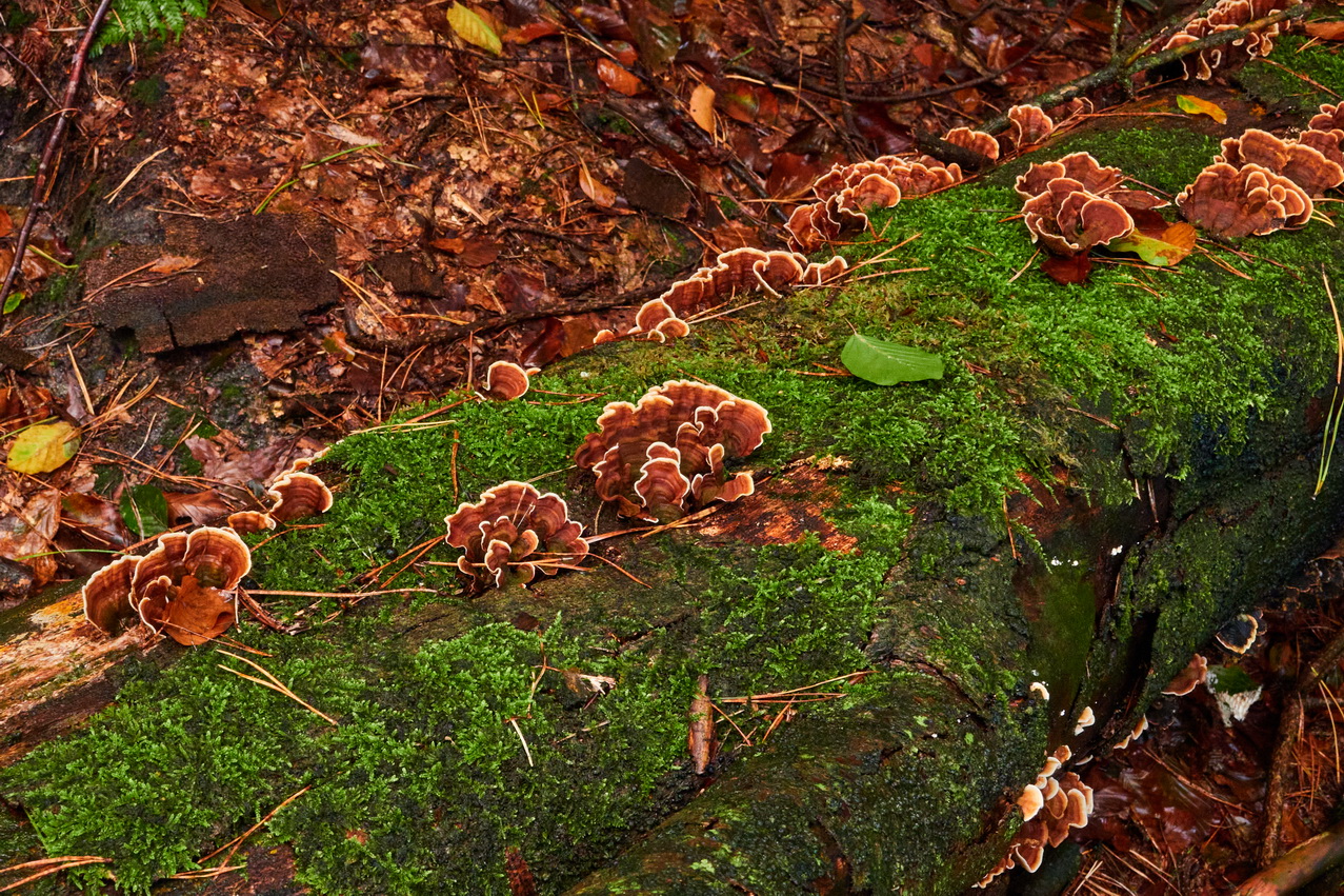 paddenstoelen excursie oktober 2023