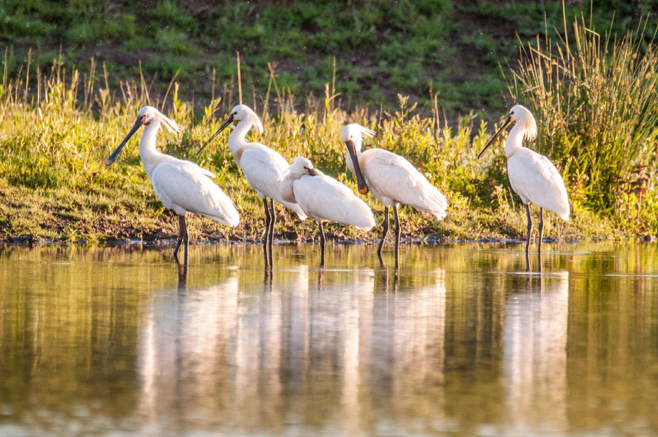 Vijf lepelaars staan in ondiep water, omringd door gras en riet in het zonlicht.