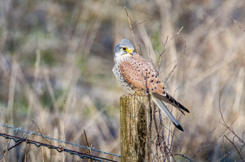 Torenvalk zit op een houten paal, omgeven door droge takken en prikkeldraad.