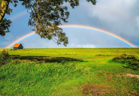 Een groene weide met een regenboog boven een huisje en schapen, omgeven door bomen.