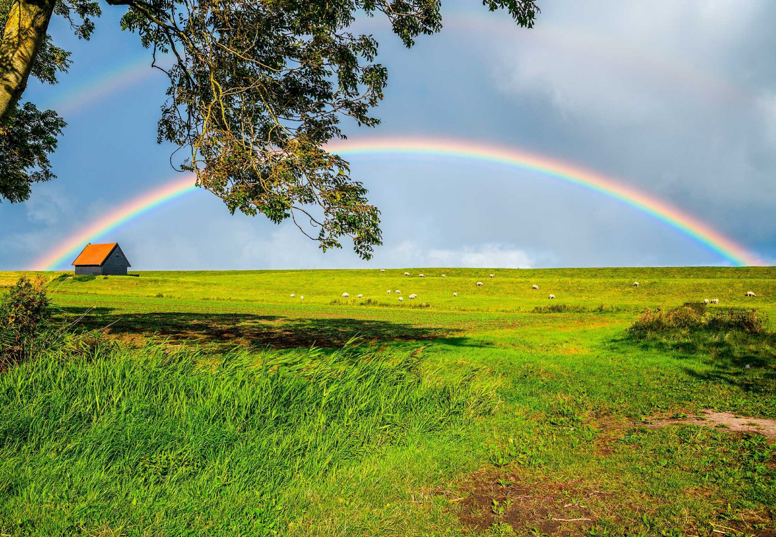 Een groene weide met een regenboog boven een huisje en schapen, omgeven door bomen.