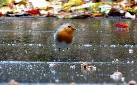 Roodborstje op natte bestrating met herfstbladeren op de achtergrond.