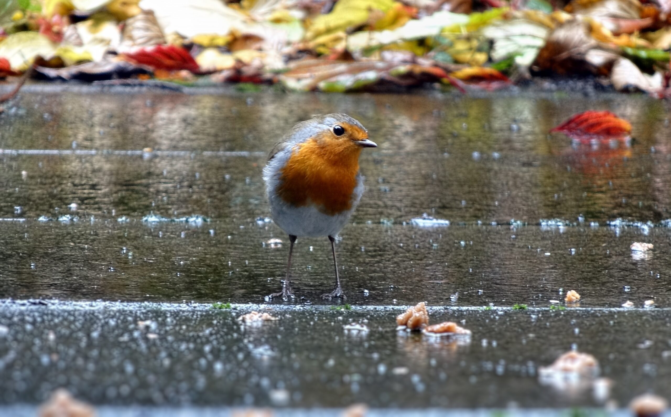 Roodborstje op natte bestrating met herfstbladeren op de achtergrond.