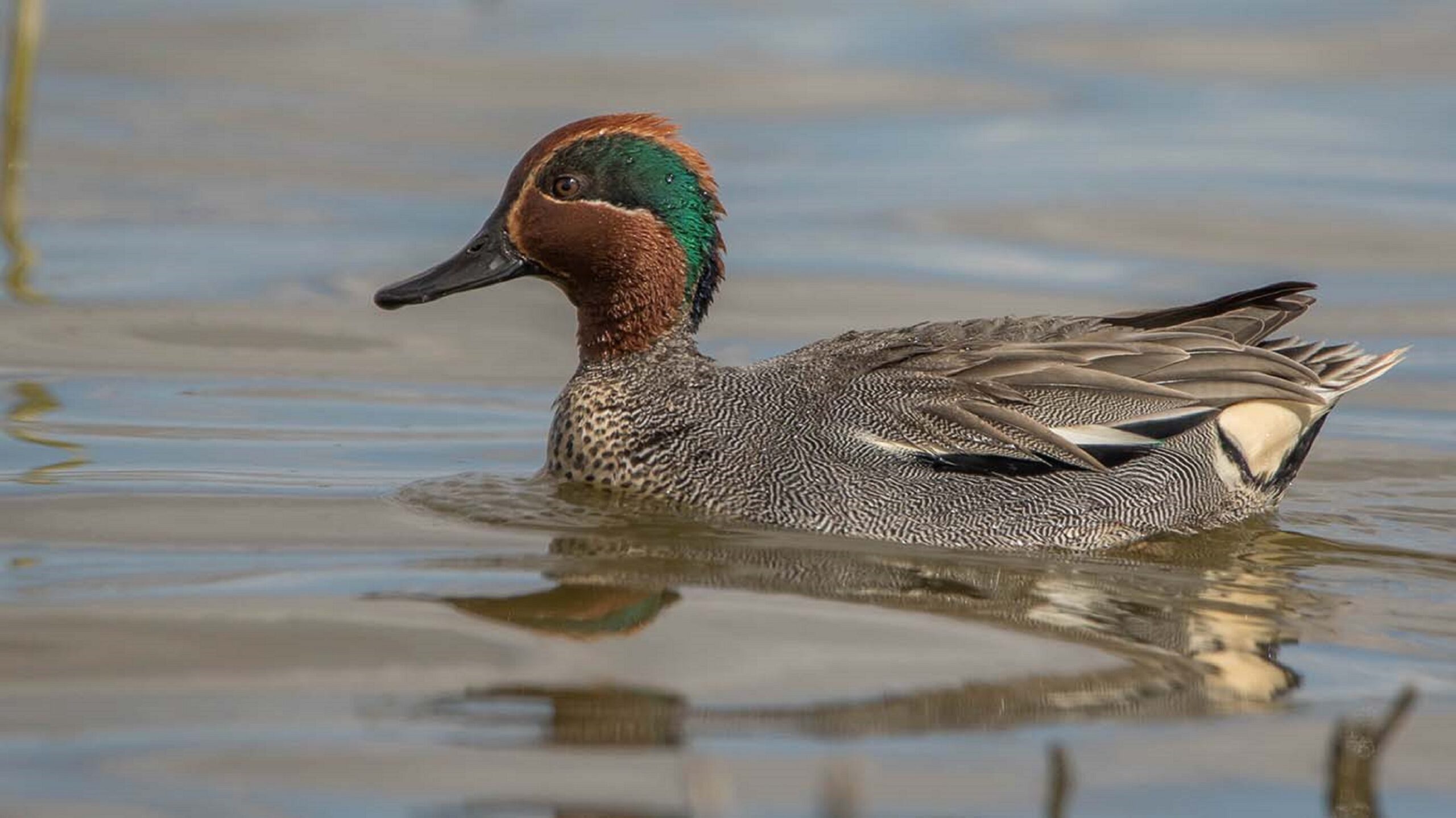 Een kleurrijke eend zwemt in rustig water, met opvallende bruine en groene veren.