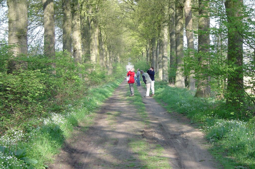 Rij bomen langs een bospad; enkele mensen observeren rondom in een groene, zonnige omgeving.