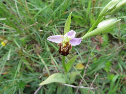 Excursies plantenwerkgroep IVN Voerendaal