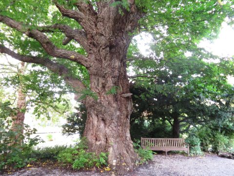 Bomen en struiken planten in Voerendaal