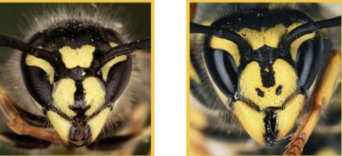 Twee close-ups van wespenhoofden, met zwarte en gele markeringen.
