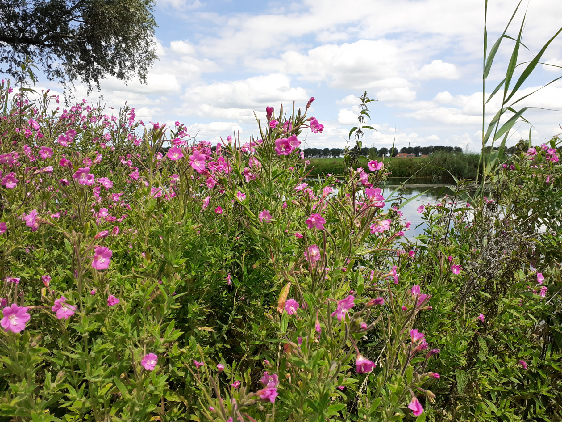 Over Voorne Putten Rozenburg