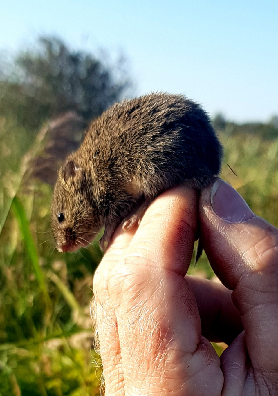 Cursus zoogdieren leren kennen voor beginners