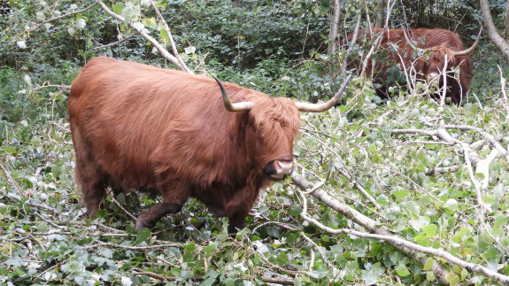 Schotse Hooglanders