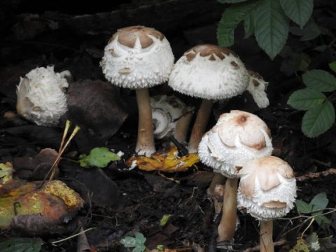 paddenstoelen