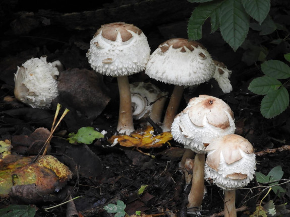 Hartelpark paddenstoelen