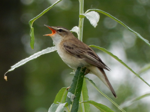 cetti's zanger