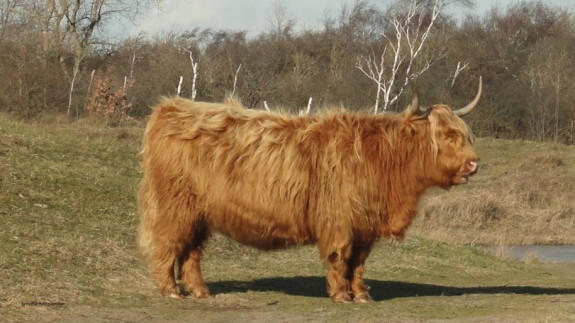 Schotse Hooglander