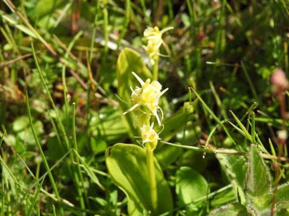 groenknolorchis