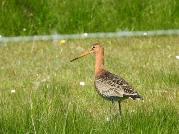 Strypse Wetering grutto