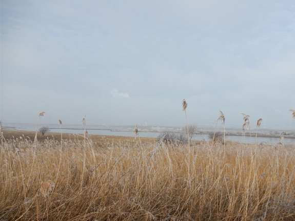 groene strand in de winter