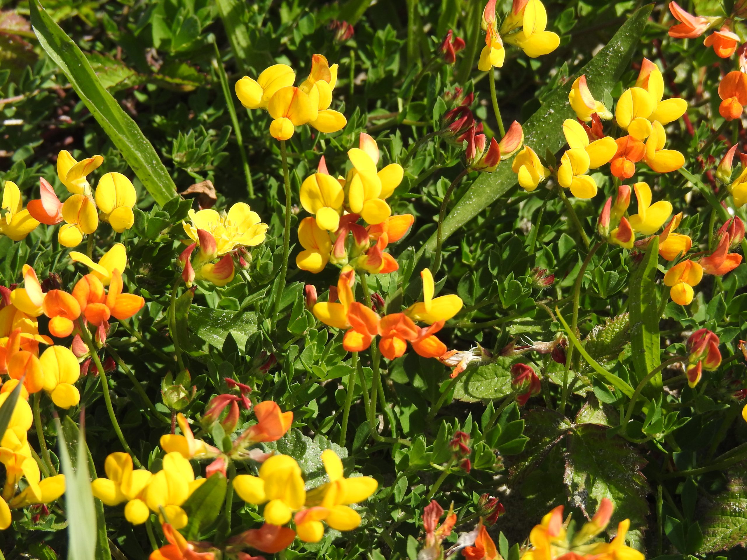 Gele en oranje bloemen met groene bladeren in een dichtbegroeid veld.