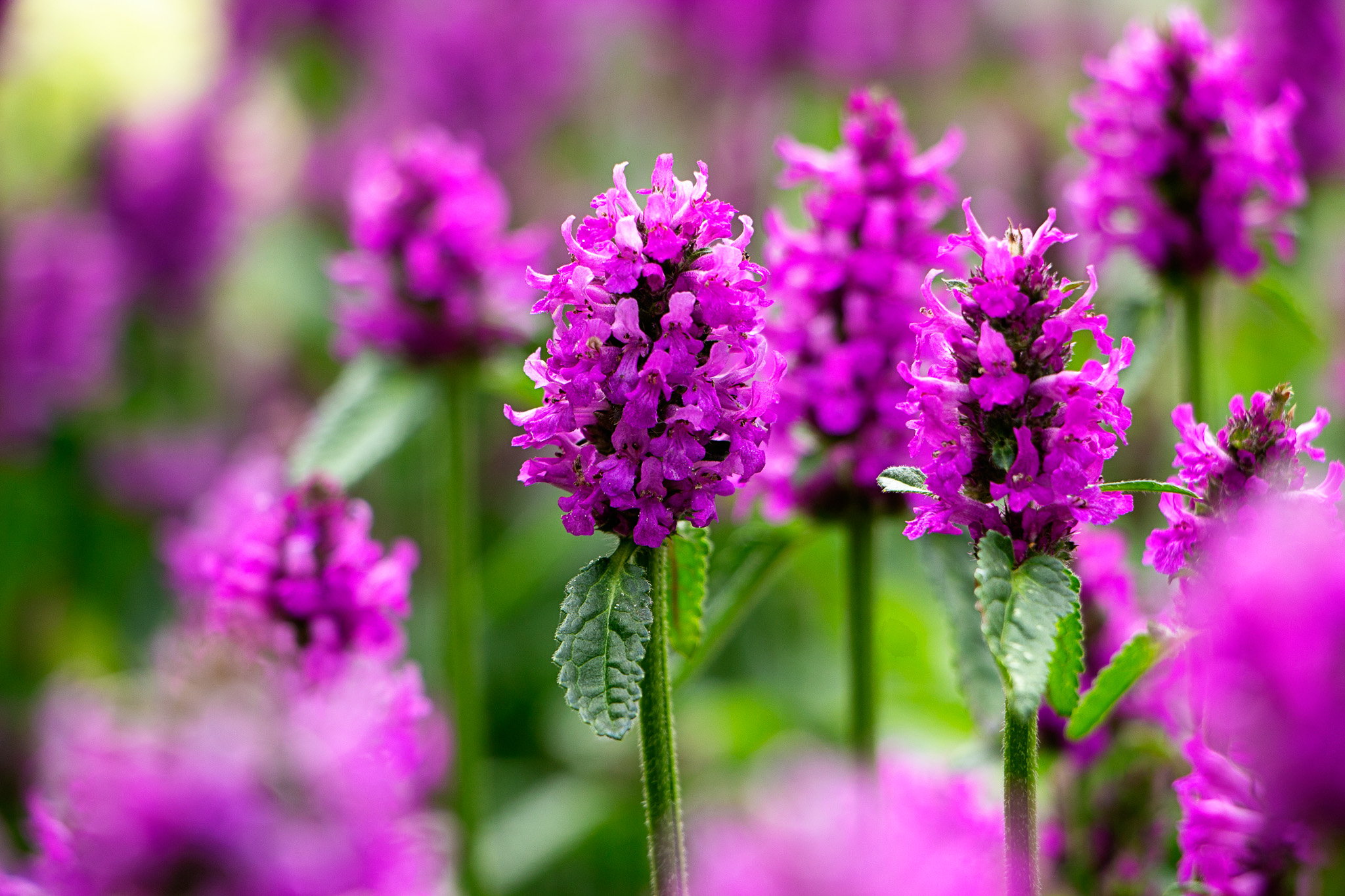flora - orchidee