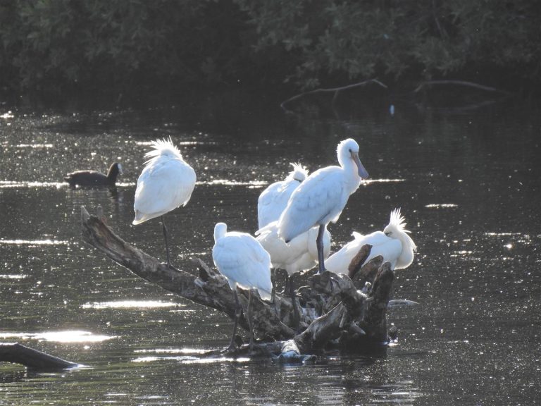 Witte vogels rustend op een dode tak in een glinsterend meer met een donkere vogel op de achtergrond.