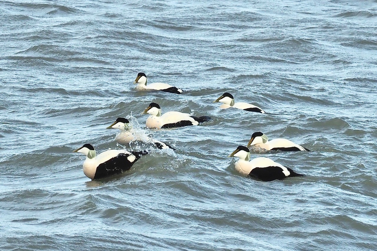 Vogels - eiders groep