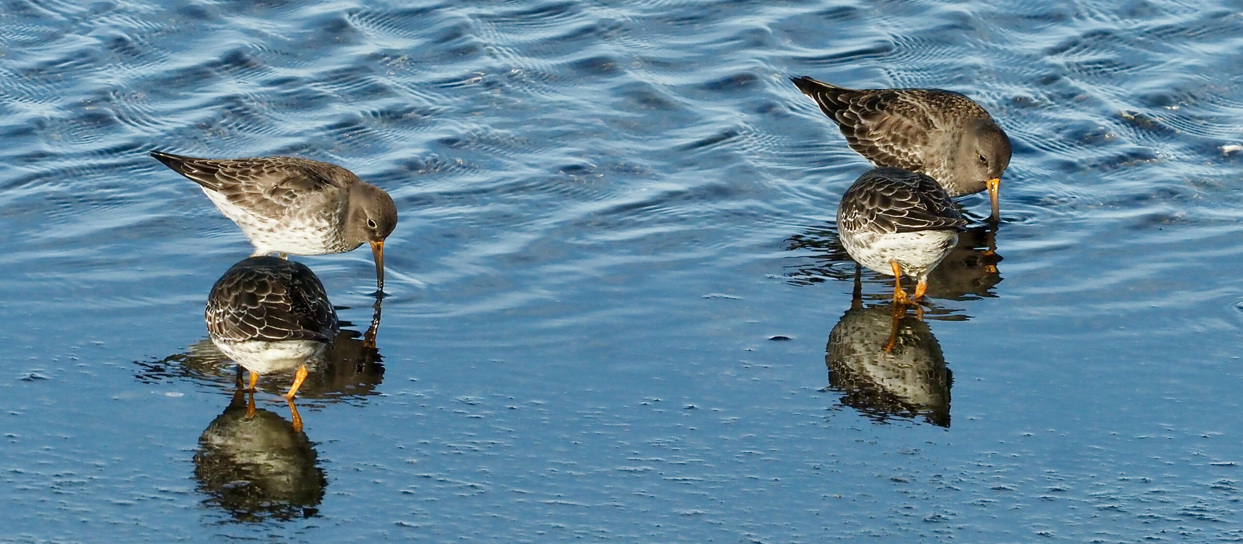 Vier vogels foerageren in ondiep water, weerspiegeld in het gladde oppervlak.
