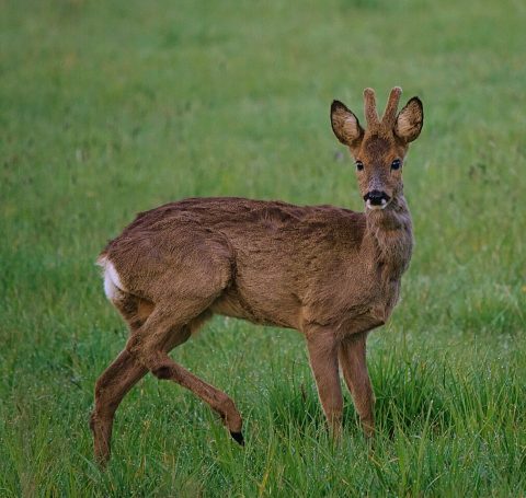 Ree in grasveld, kijkt naar de camera met korte gewei op een groene achtergrond.