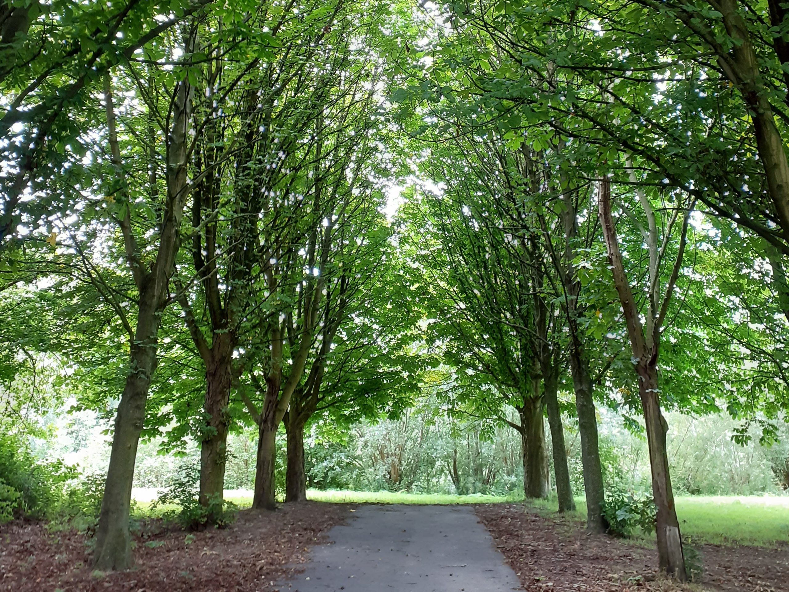 Boompad met begroeiing aan weerszijden leidt naar zonnige, open plek in het park.
