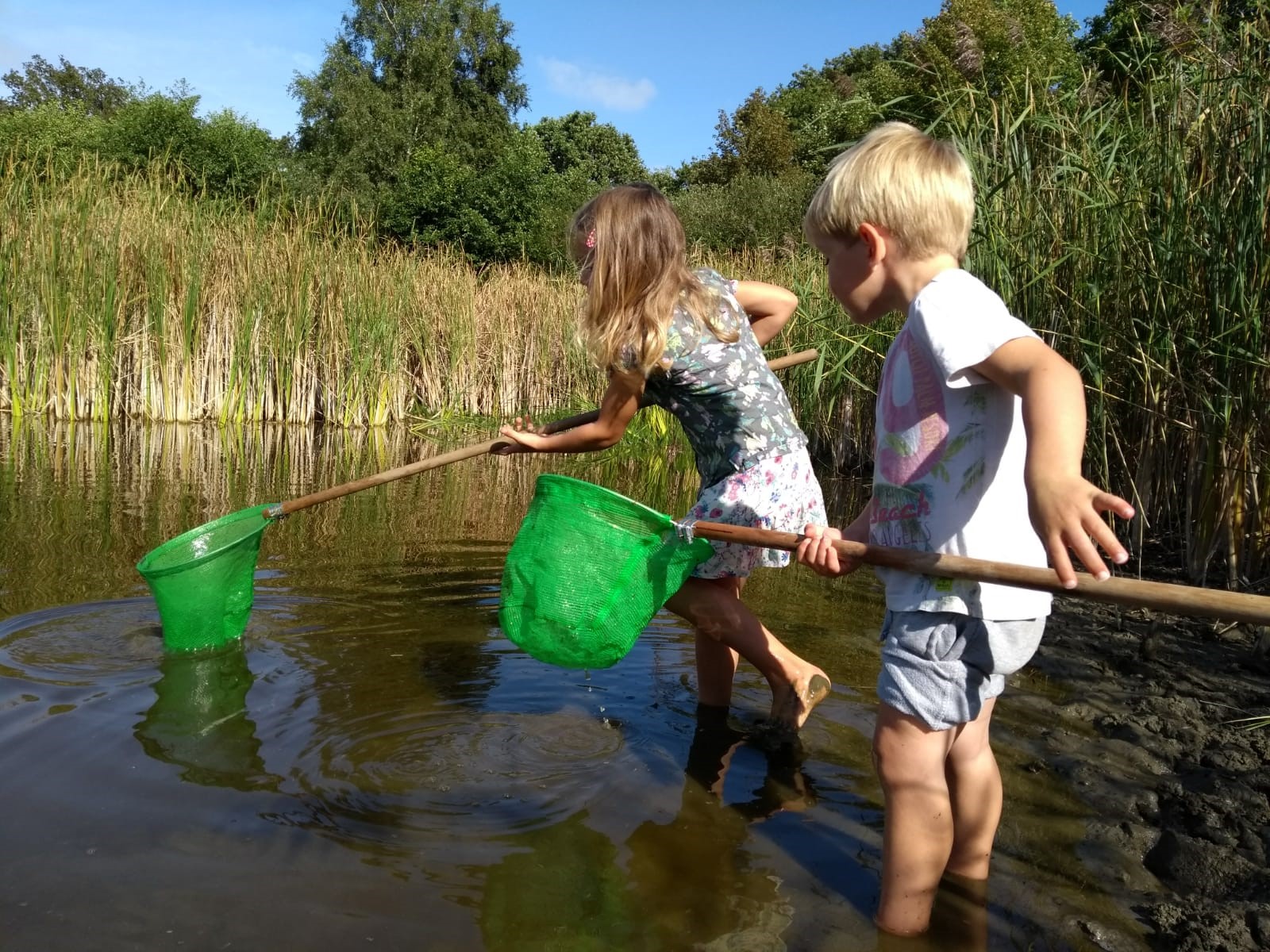 Kinderen vangen waterdieren met groene netten in een ondiepe vijver, omgeven door riet.