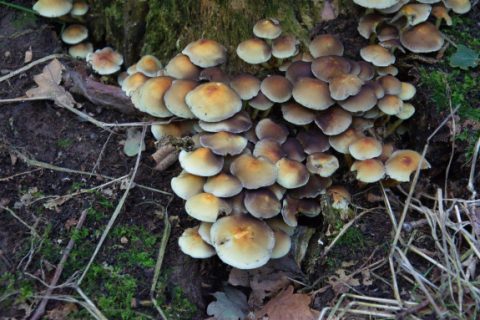 Cluster van paddenstoelen op bosgrond met mos en bladeren.