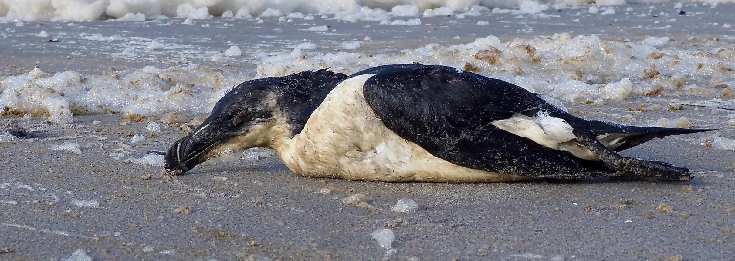 Dode vogel op een met schuim bedekt strand.