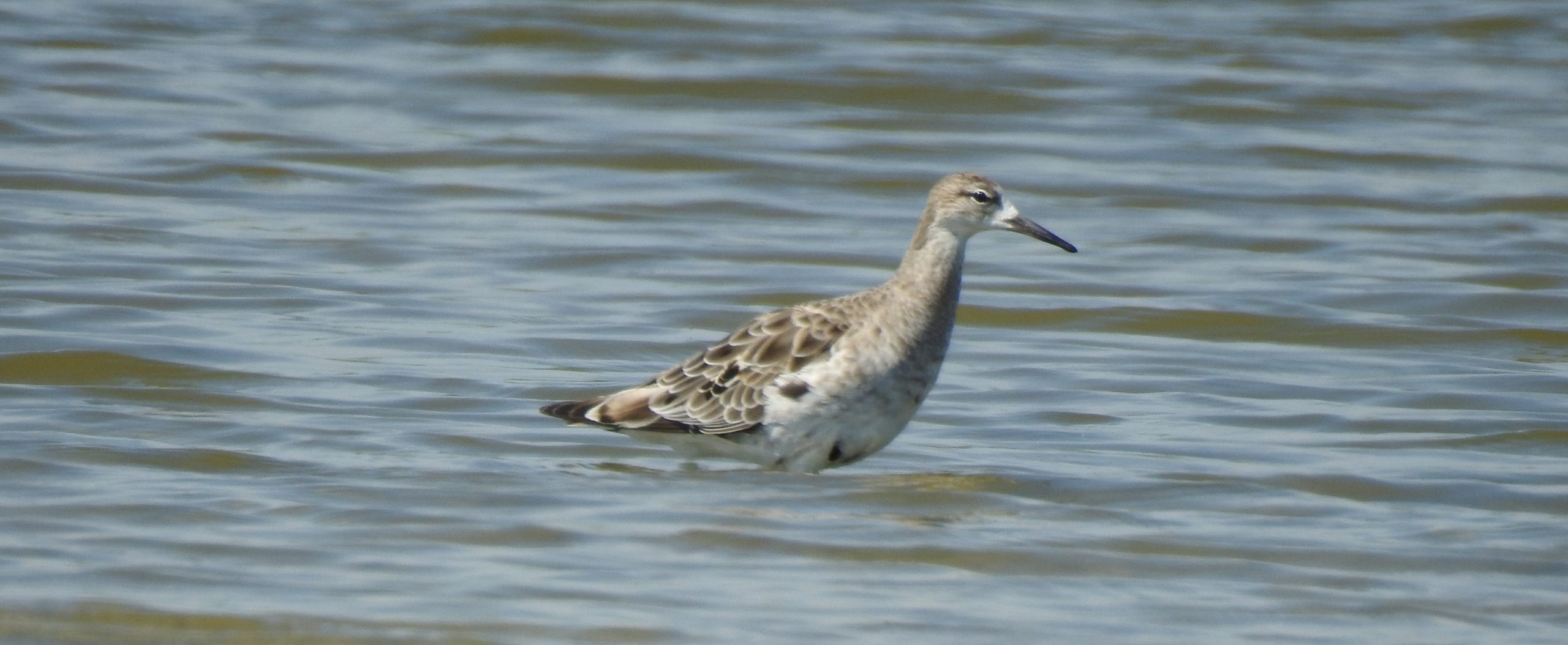Wulp op ondiep water, met bruin-grijs verenkleed en elegante stevige snavel.