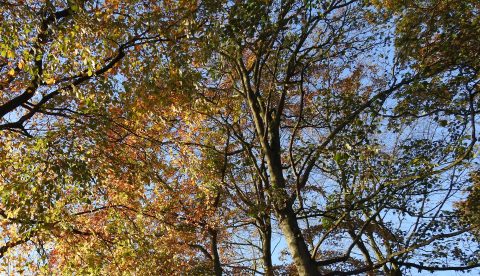 Bomen met herfstbladeren onder een heldere blauwe lucht.