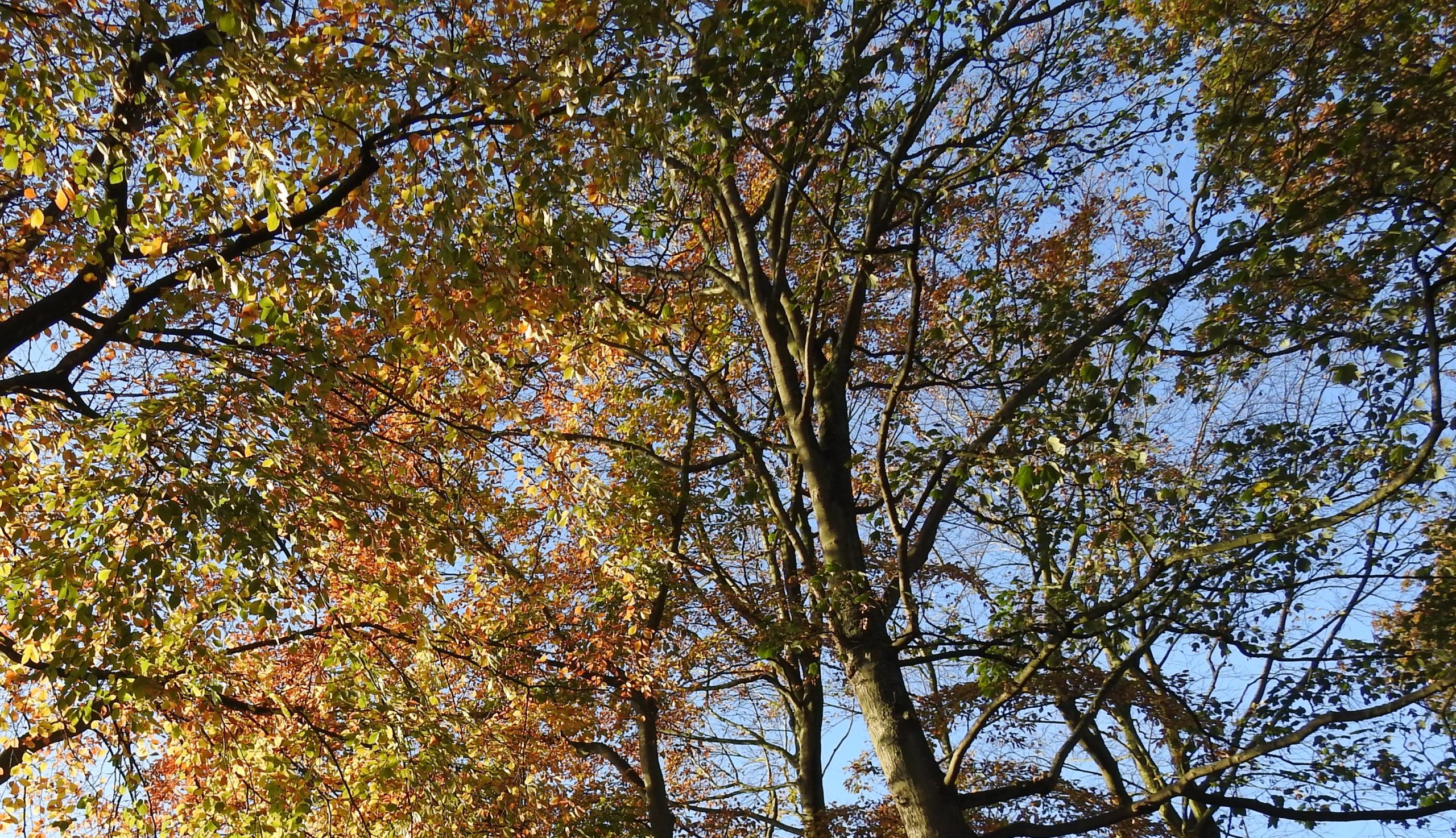 Bomen met herfstbladeren onder een heldere blauwe lucht.