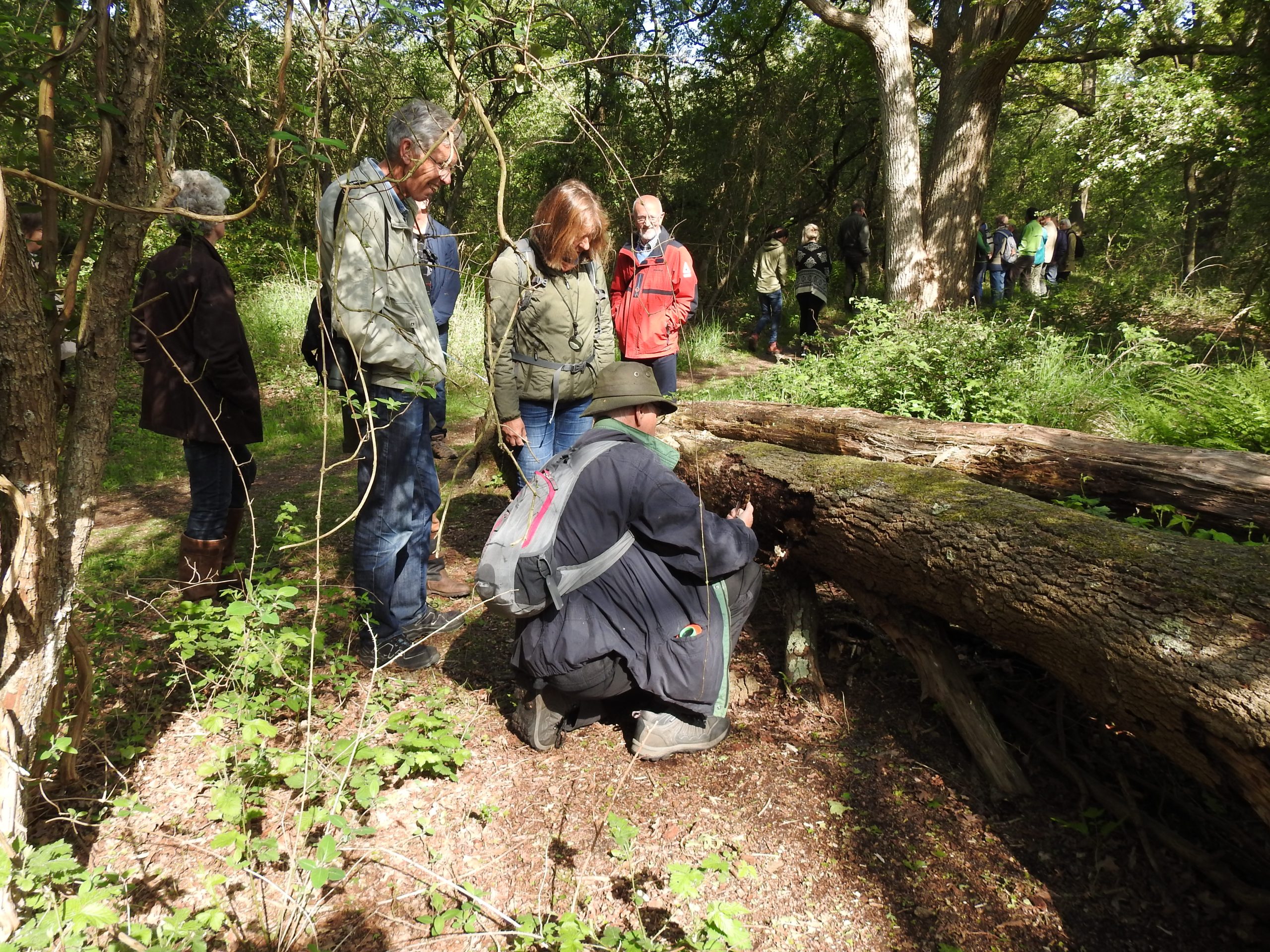 Groep mensen observeert een gevallen boom in een bosrijke omgeving.