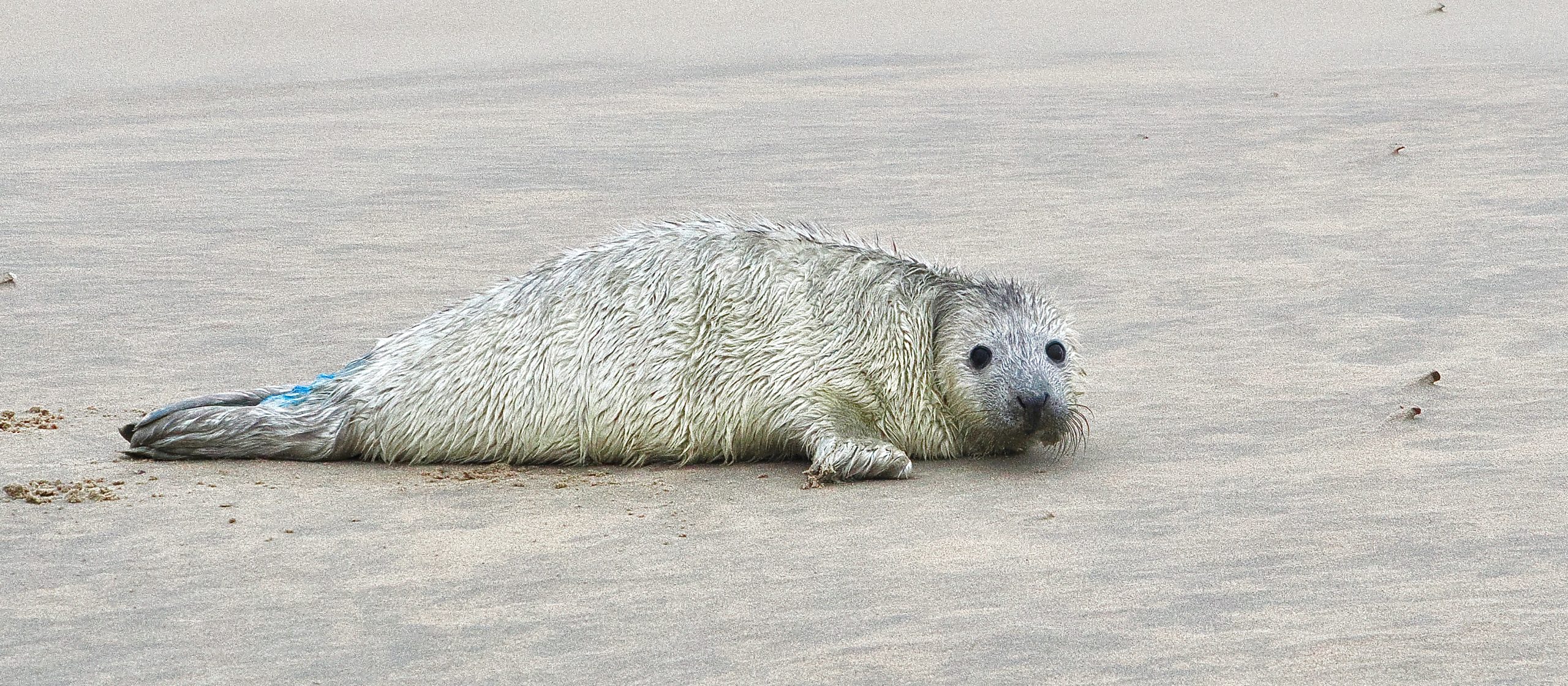 Jonge zeehond ligt op het zandstrand, kijkend naar de camera.