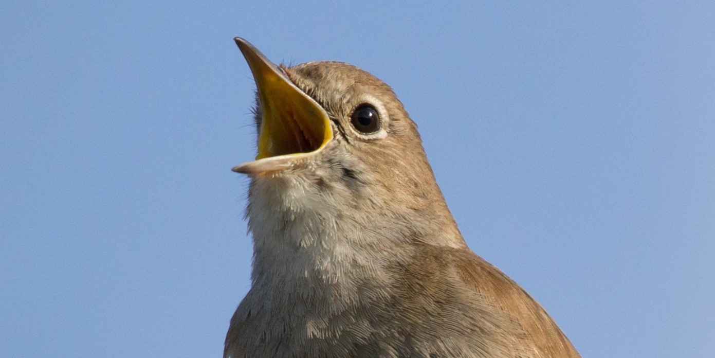 Zingende vogel met open snavel tegen een blauwe lucht.