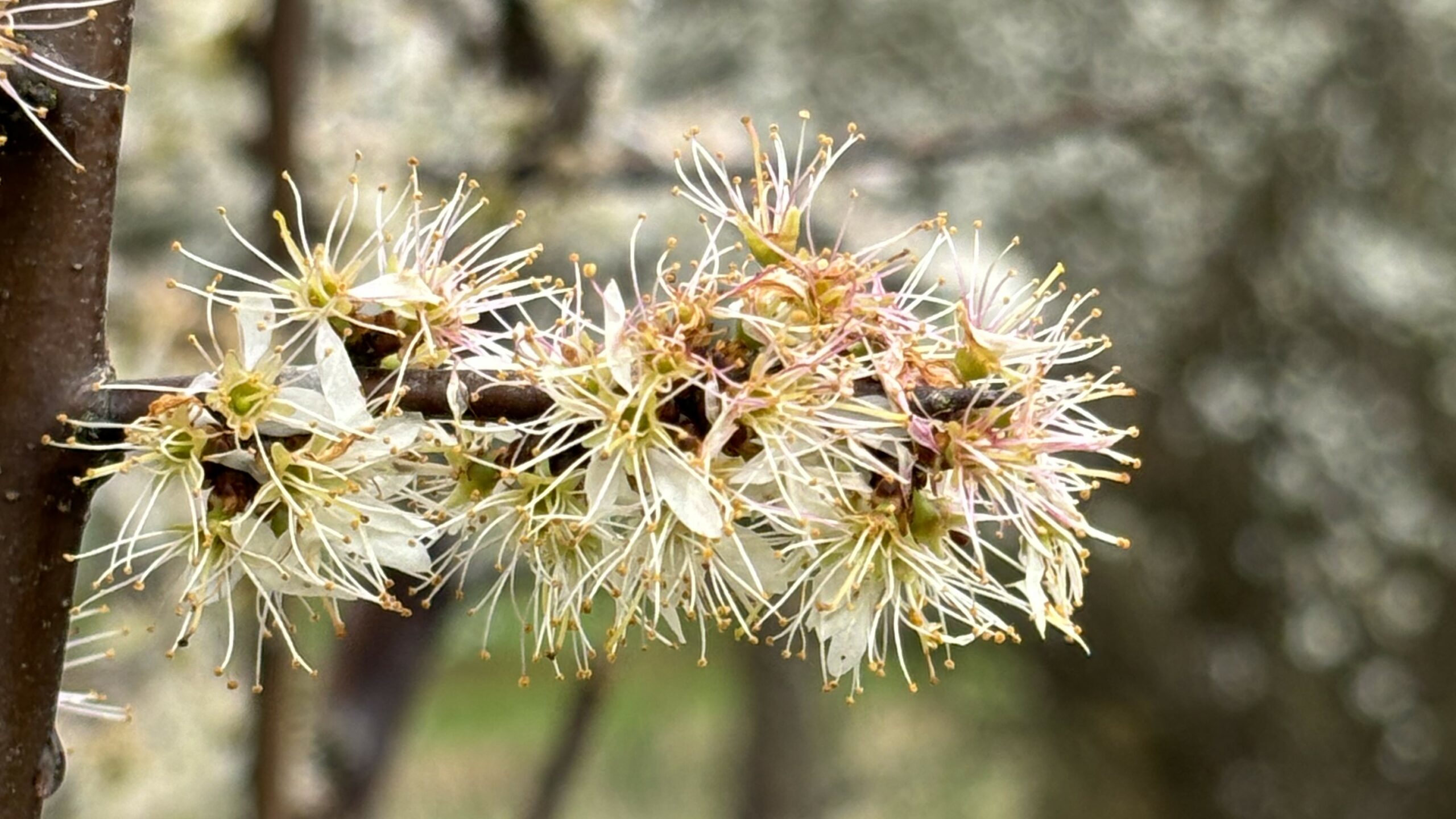 Takken met bloeiende witte bloemen en lange meeldraden in close-up.