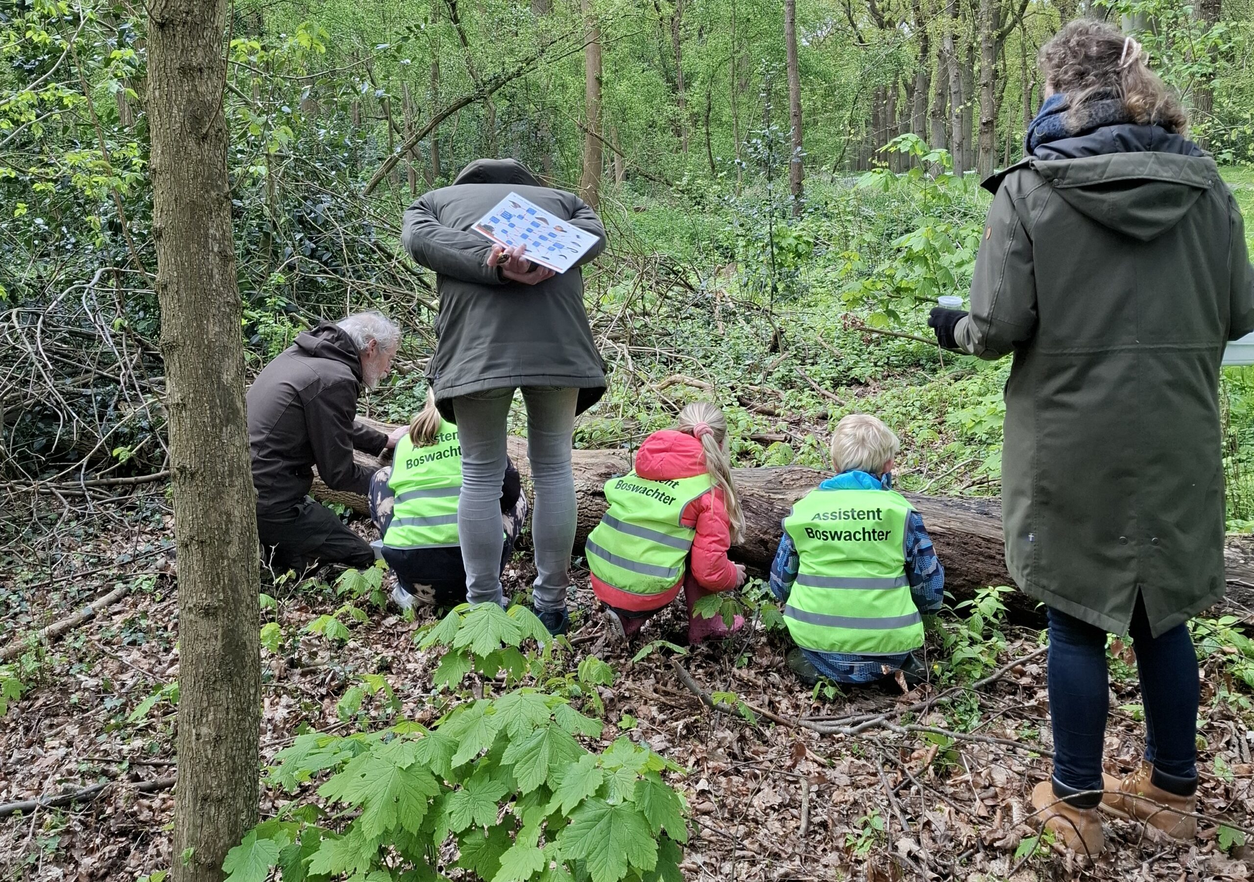 Kinderen met hesjes "Assistent Boswachter" onderzoeken het bos onder begeleiding van volwassenen.