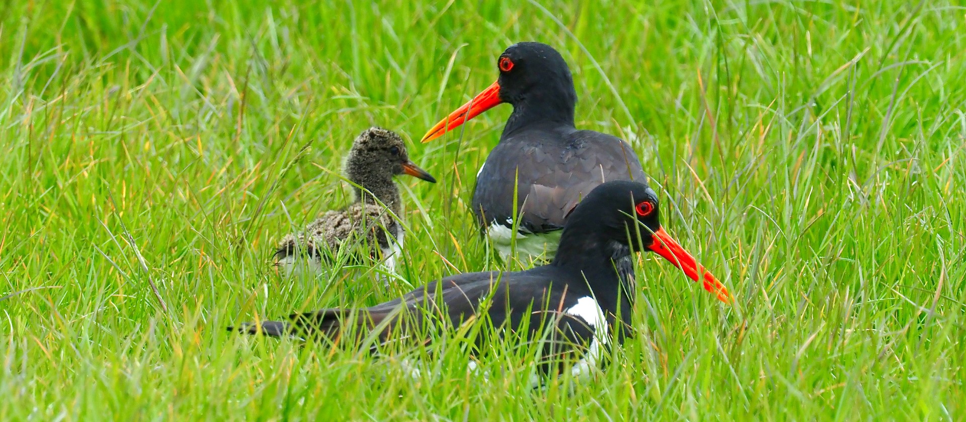 Twee scholeksters en een jong lopen door groen gras.
