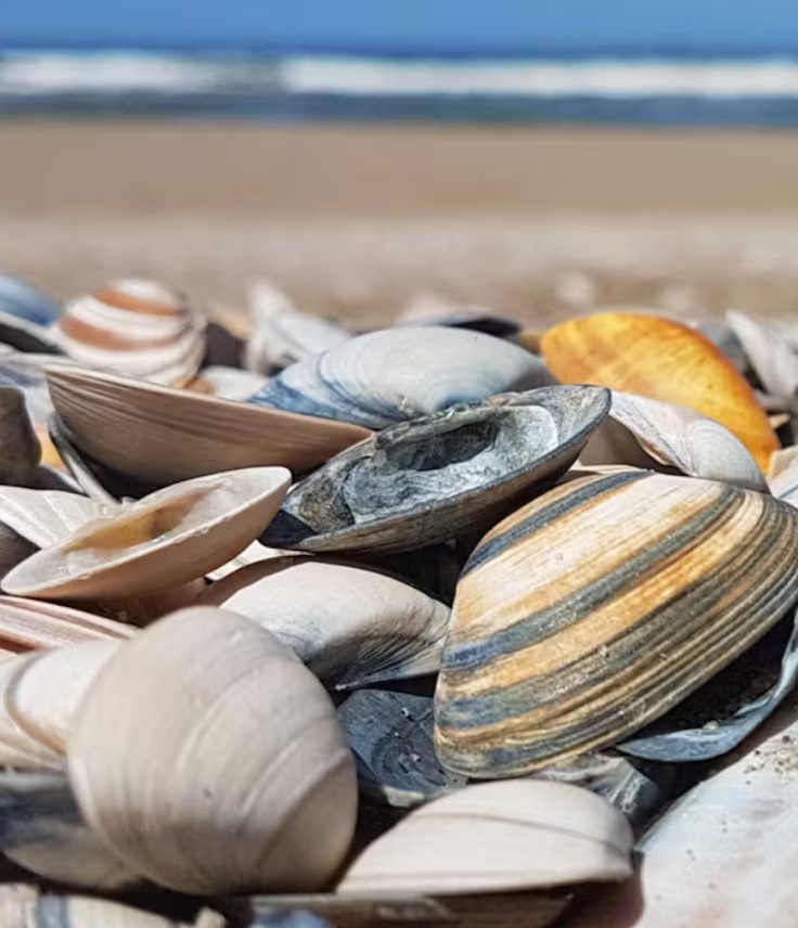 Verschillende schelpen op het strand met de zee op de achtergrond.