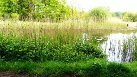 Rustig meer met riet, waterlelies en groene bomen op de achtergrond.