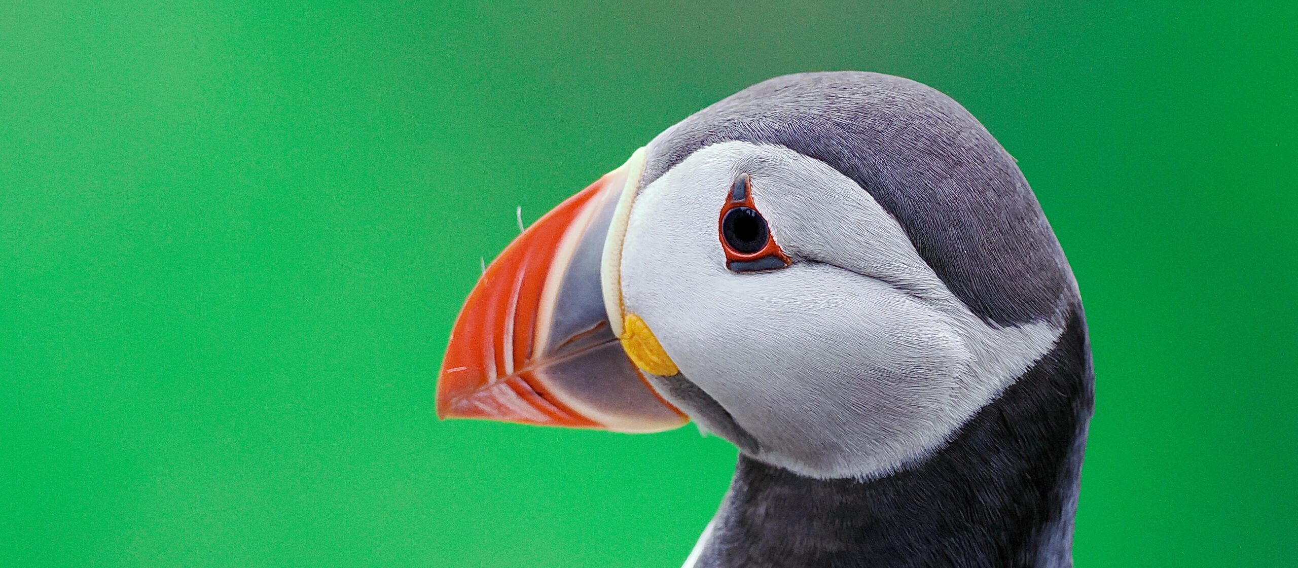 Close-up van een papegaaiduiker met kleurrijke snavel tegen een groene achtergrond.