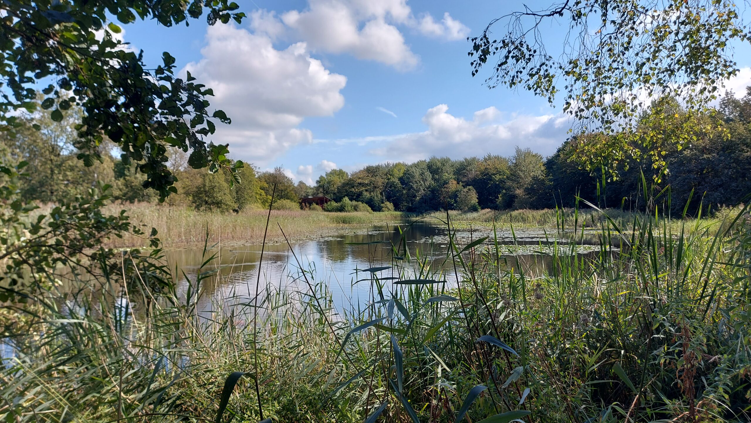 Rustig meer omgeven door riet en bomen onder een blauwere lucht met wolken.