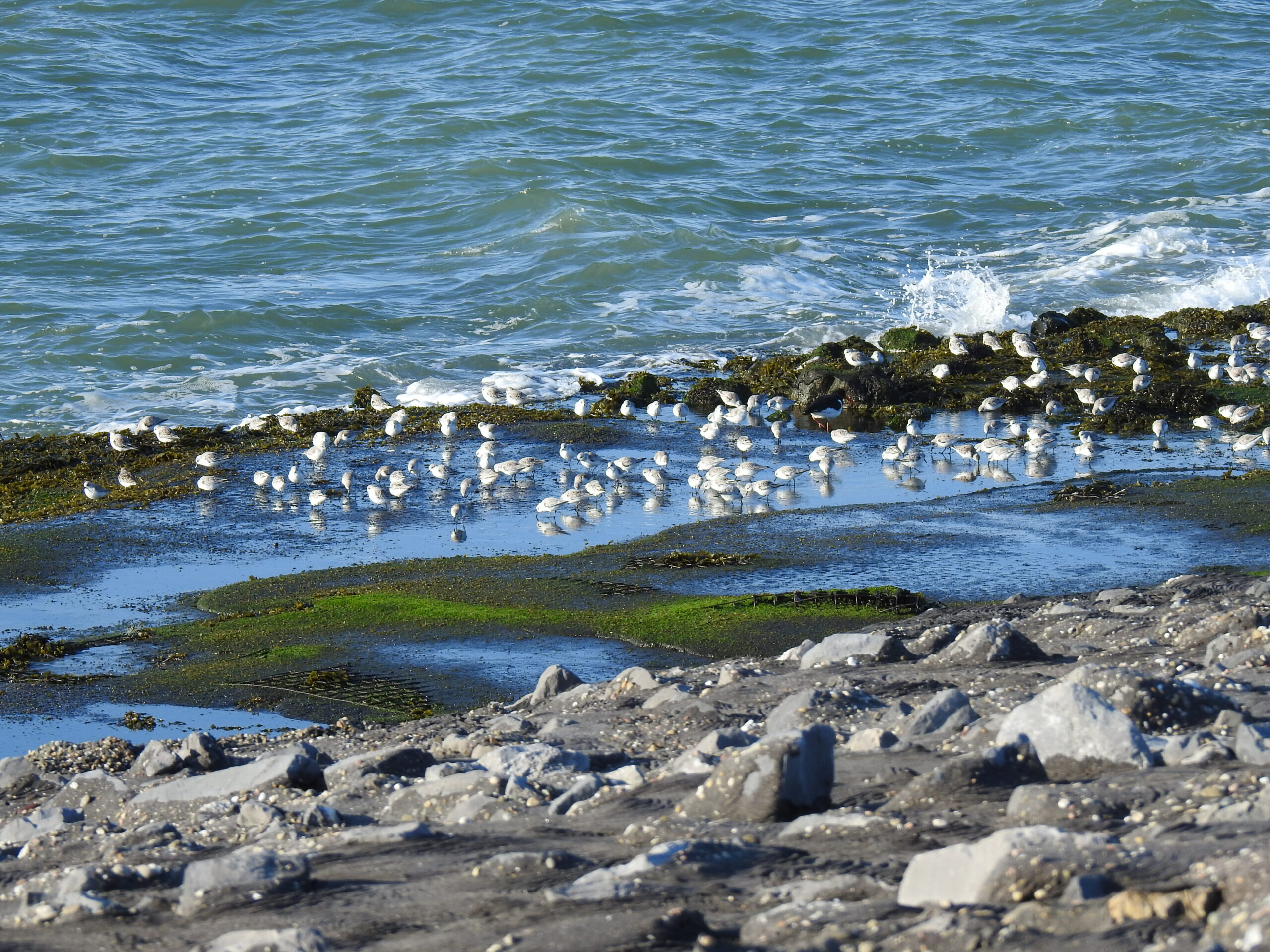 Een groep vogels rust op een rotsachtige kustlijn bij de zee, omringd door algen en spattend water.