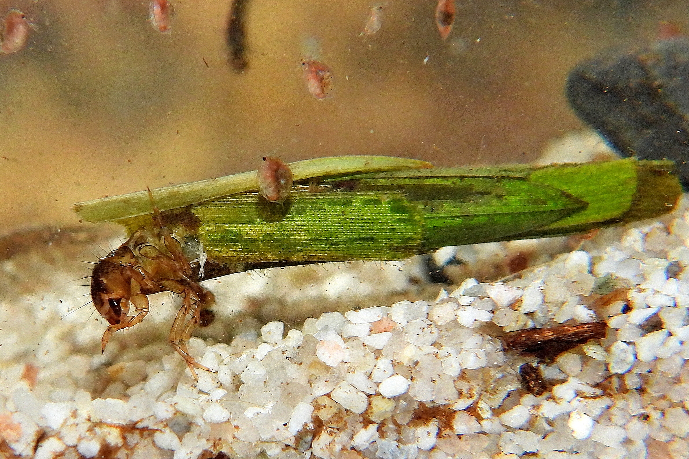 Een klein insect in zijn zelfgemaakte koker tussen kiezelsteentjes onder water.