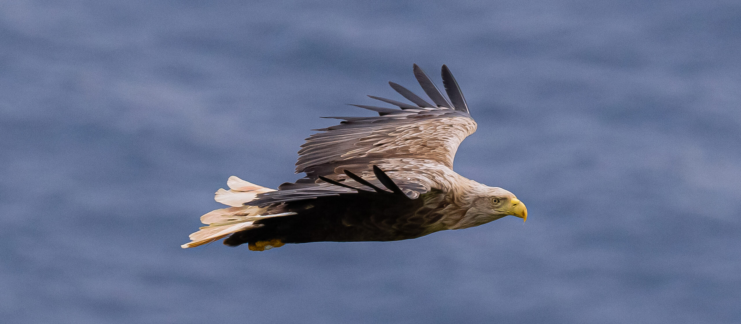 Een zeearend vliegt met uitgespreide vleugels voor een blauwe hemel.