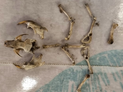 Botten en schedel van een klein dier op een witte ondergrond.