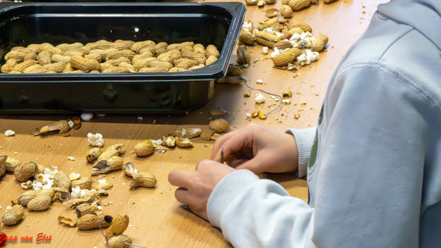 Een persoon opent pinda's boven een tafel met verspreide doppen en een bak vol pinda's.